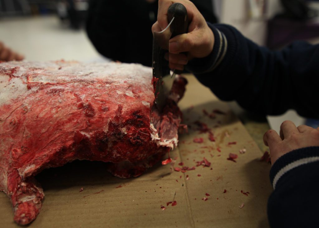 A photograph of caribou meat being cut using a traditional ulu.